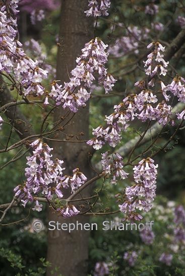 paulownia tomentosa 1 graphic